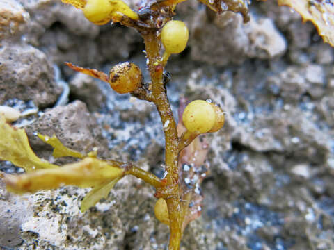 Image of Sargassum fluitans