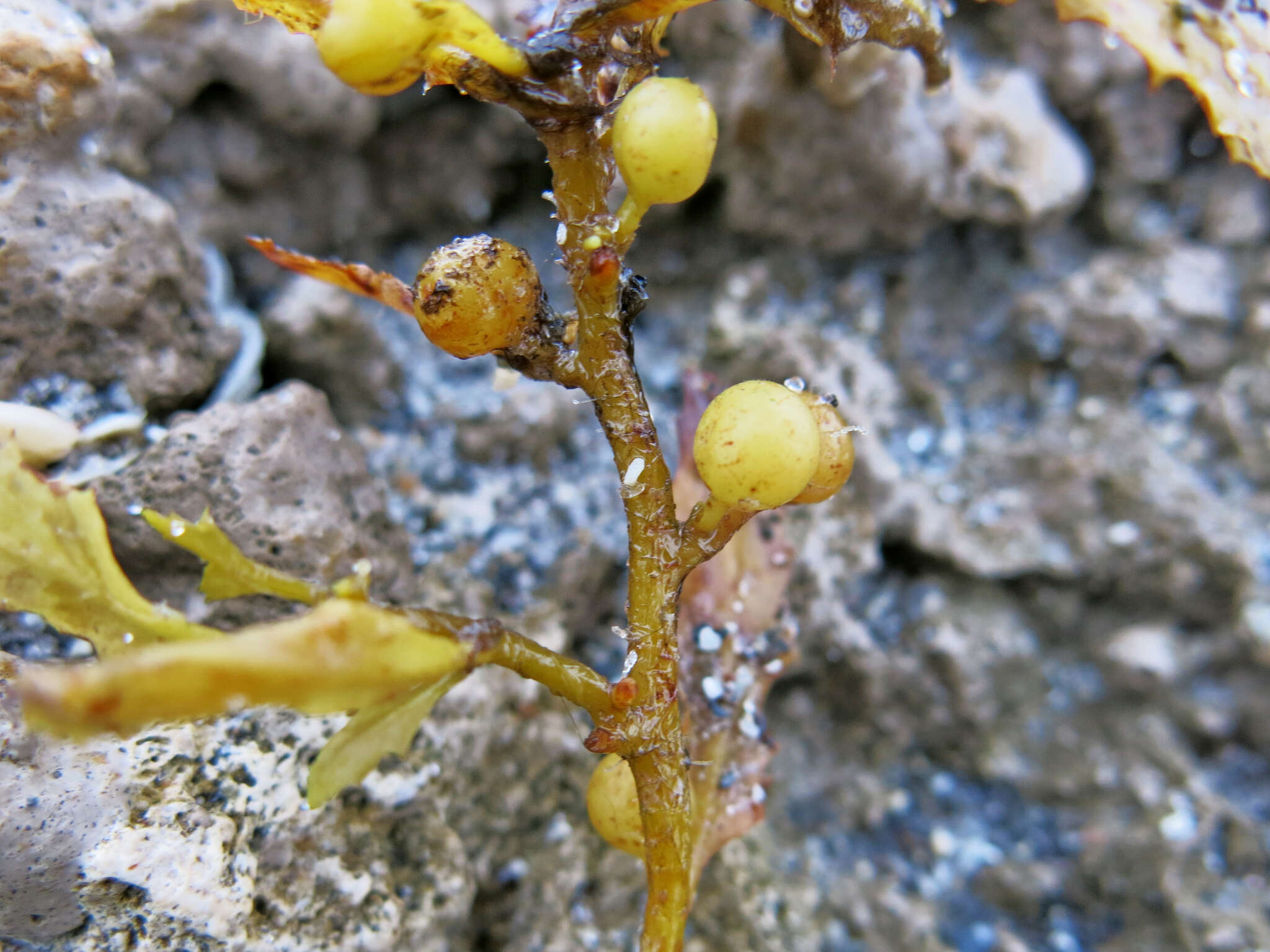 Слика од Sargassum fluitans