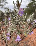 Eremophila margarethae S. Moore resmi