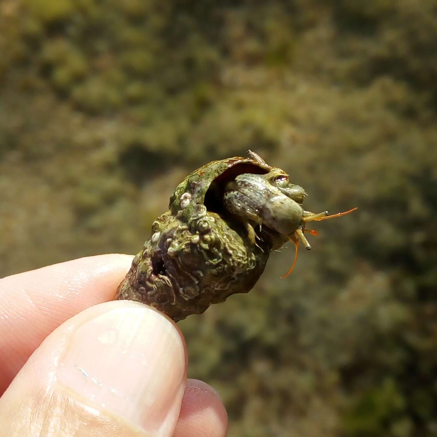 Image of Mediterranean intertidal hermit crab