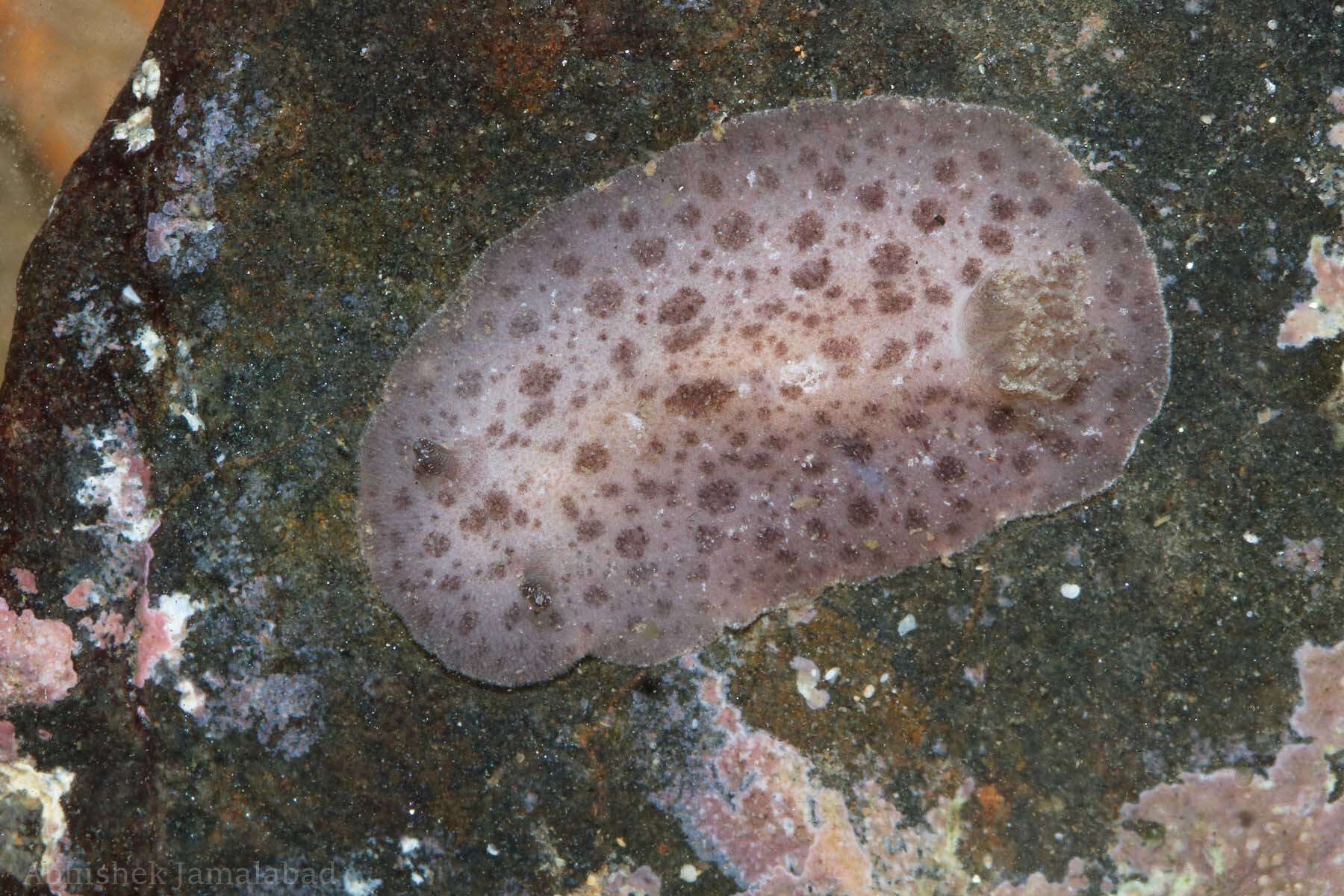 Imagem de Discodoris coerulescens Bergh 1888