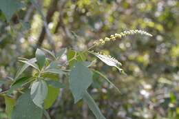 Image of Buddleja americana L.