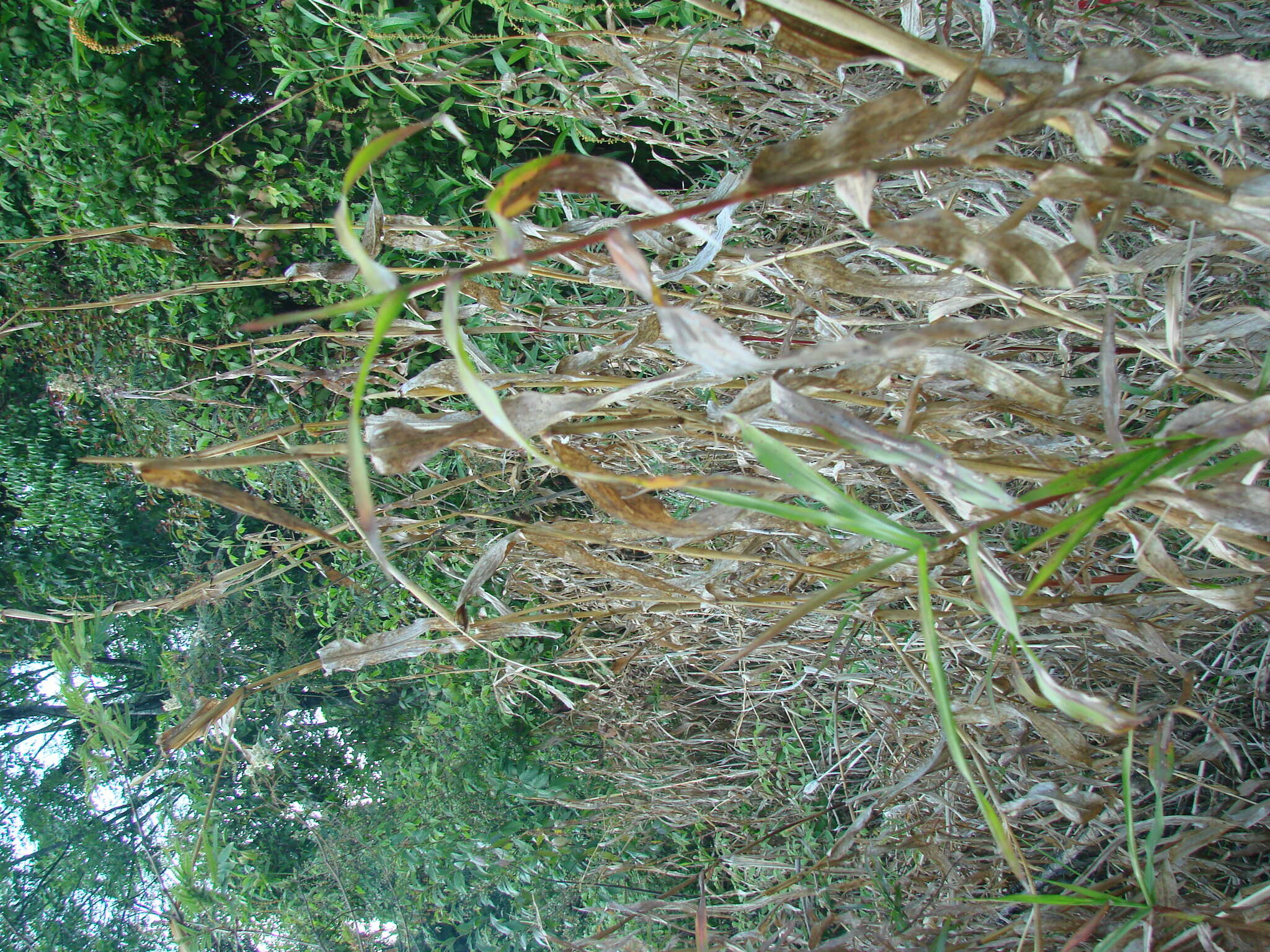 Image of diploperennial teosinte