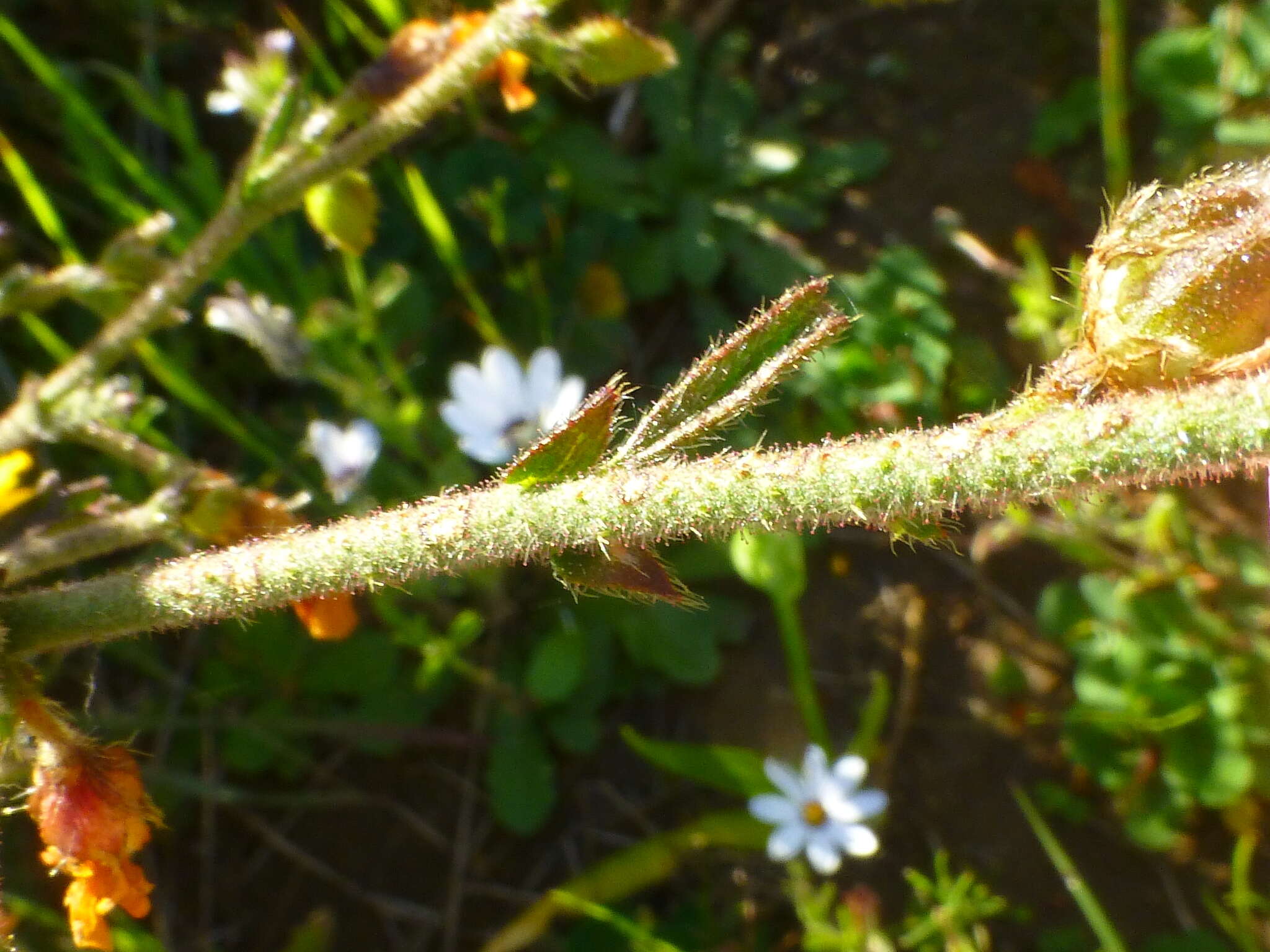 Plancia ëd Hermannia rugosa Adamson