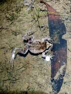 Image of Haswell’s Froglet