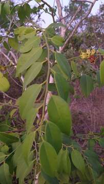 Image of Heisteria ovata Benth.