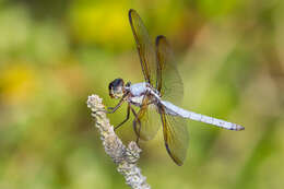 Image de Libellula flavida Rambur 1842