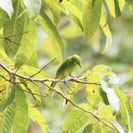 Image of Lesser Green Leafbird