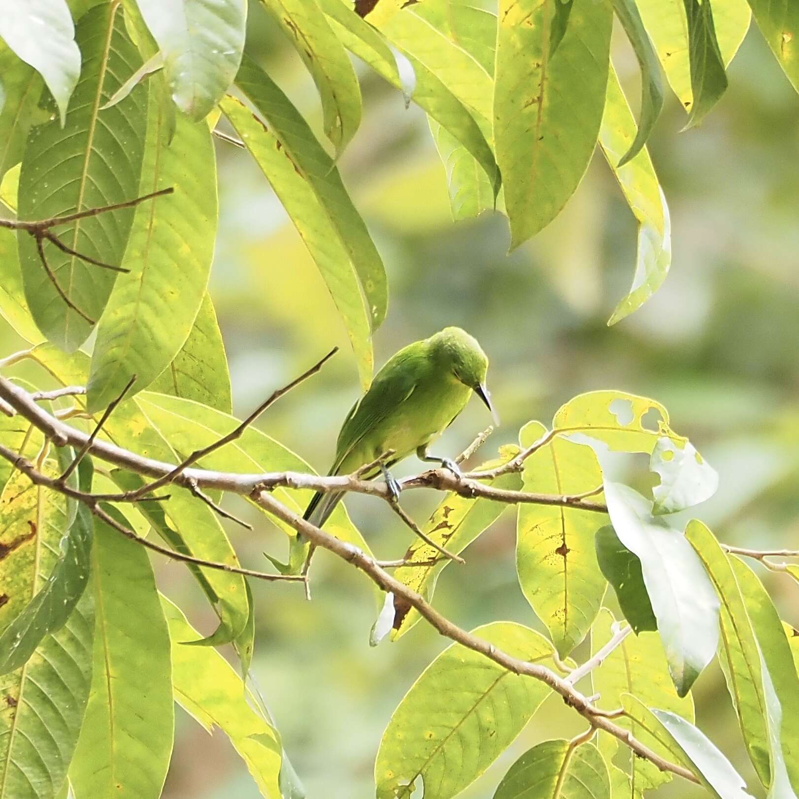 Image of Lesser Green Leafbird