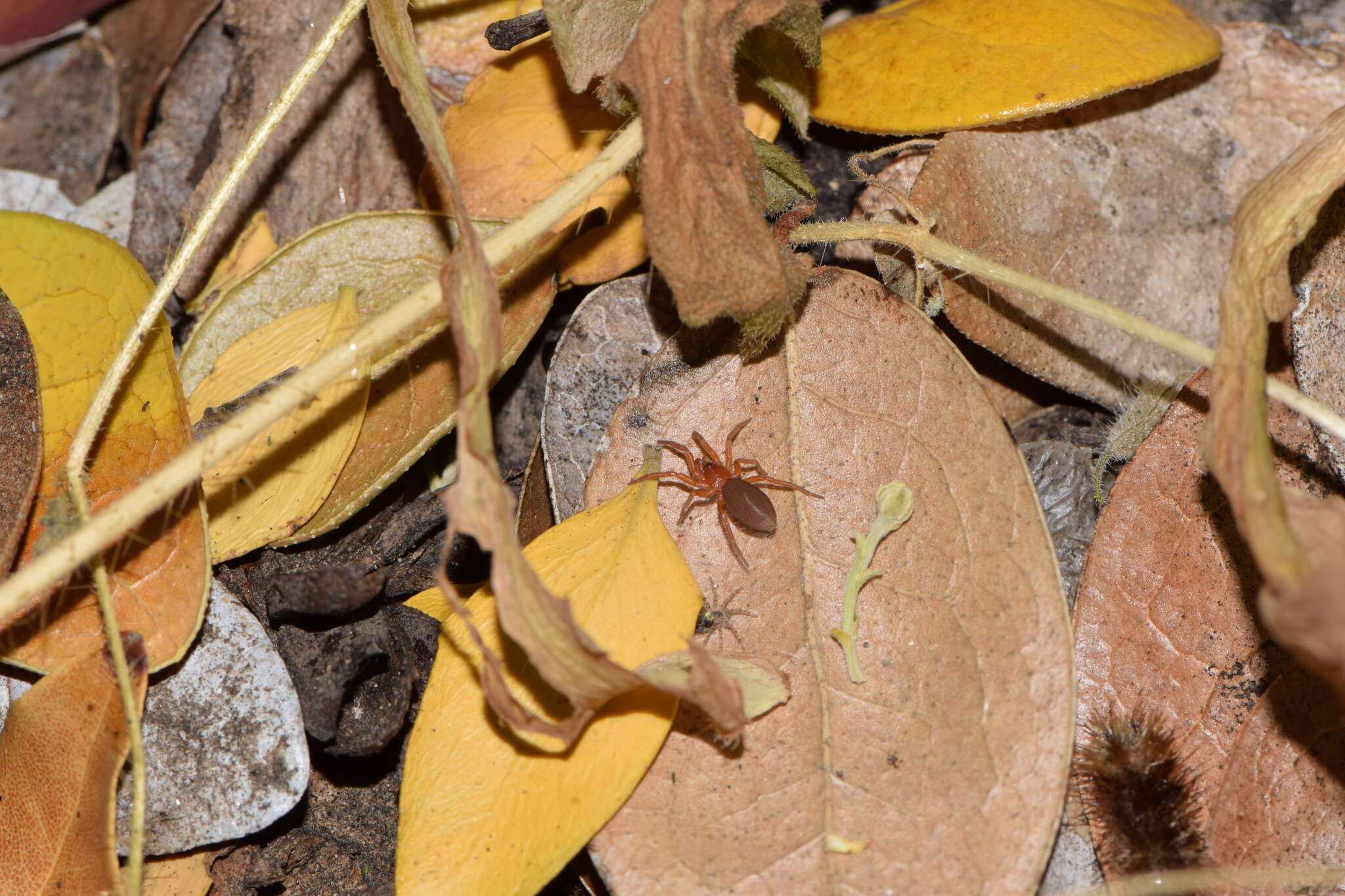 Image of Caponina chilensis Platnick 1994