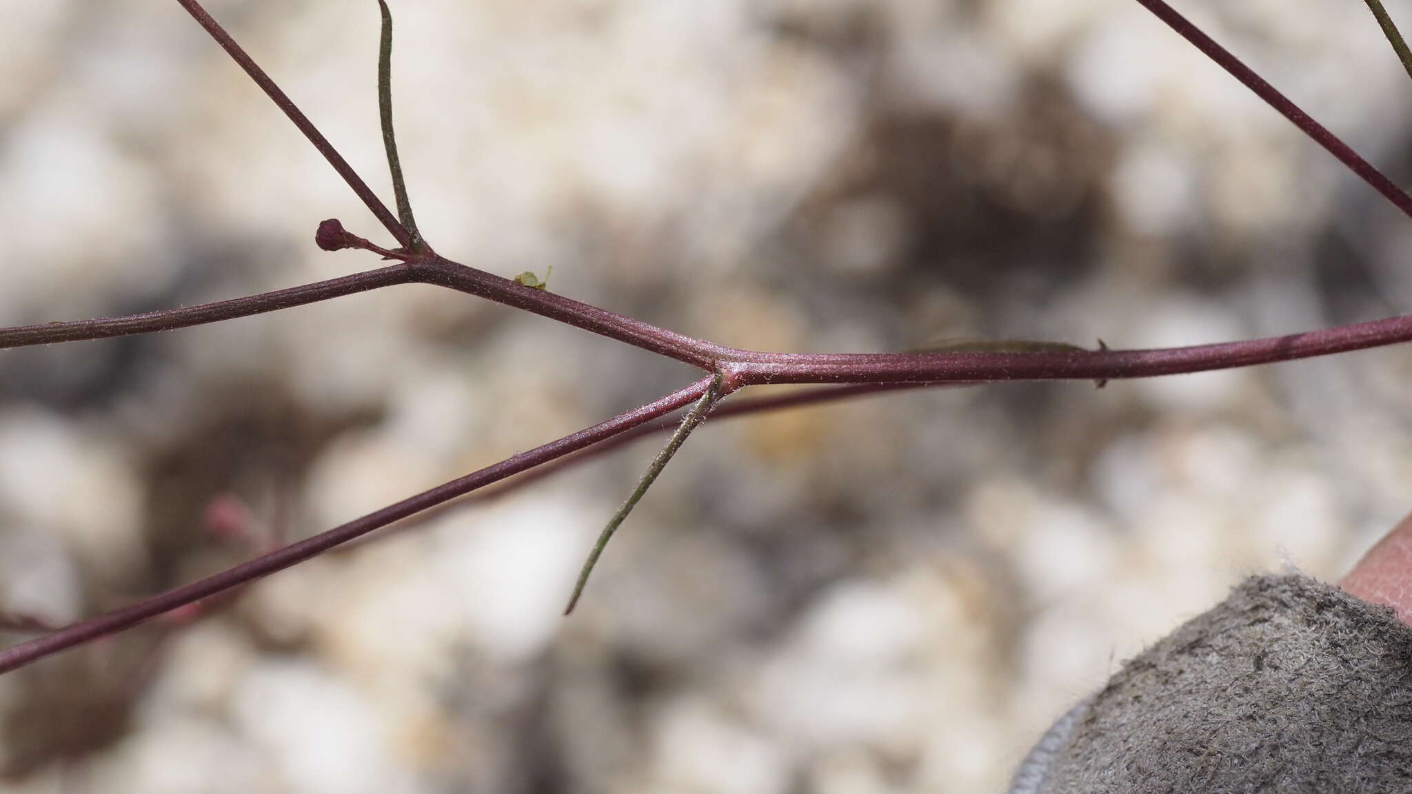 Image of Cleveland's desertdandelion