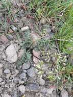 Image of Canby's biscuitroot