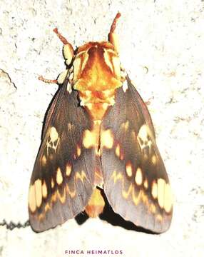 Image of Citheronia hamifera Rothschild 1907