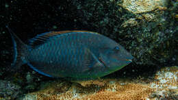 Image of Reef parrotfish