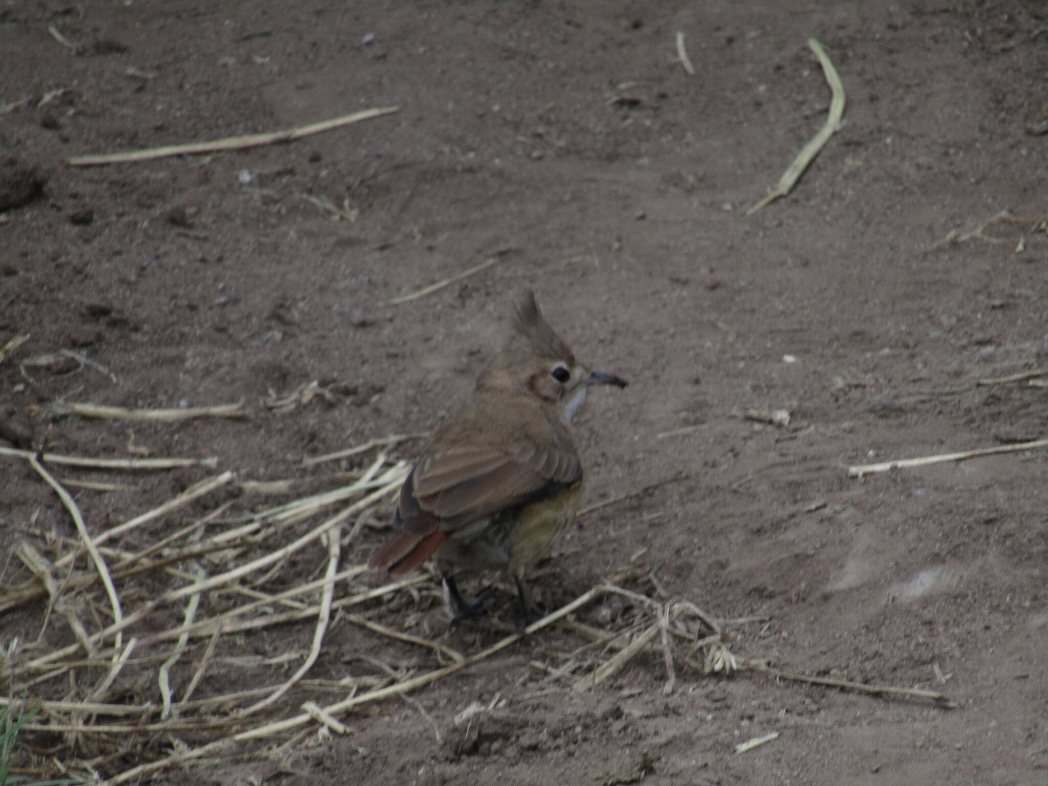 Image of Crested Hornero