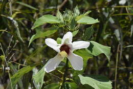 Hibiscus grandiflorus Michx.的圖片