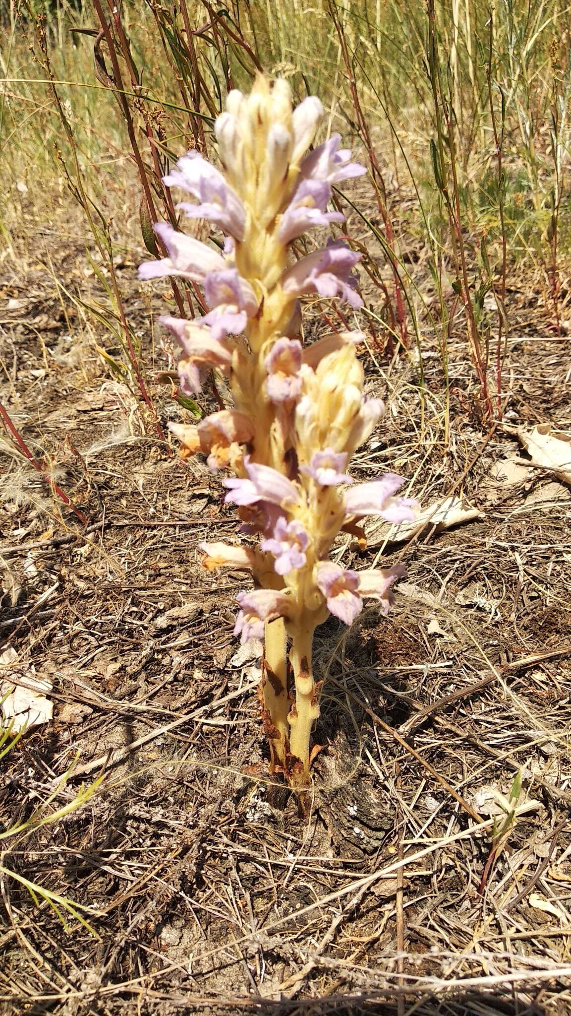 Image de Phelipanche arenaria (Borkh.) Pomel