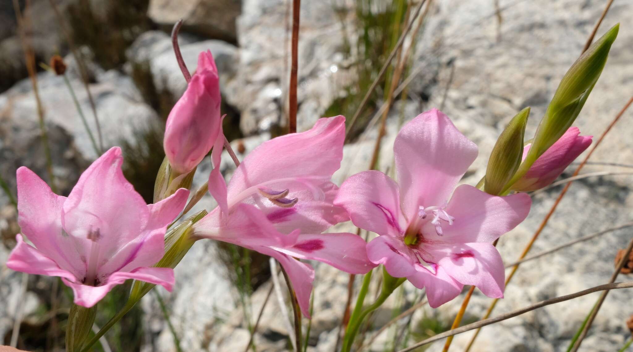 Imagem de Gladiolus inflatus (Thunb.) Thunb.