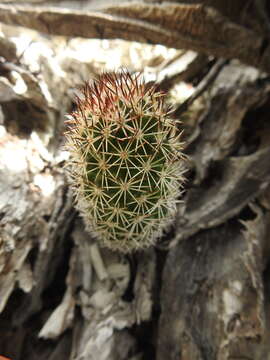 Image of Mammillaria sphacelata subsp. sphacelata