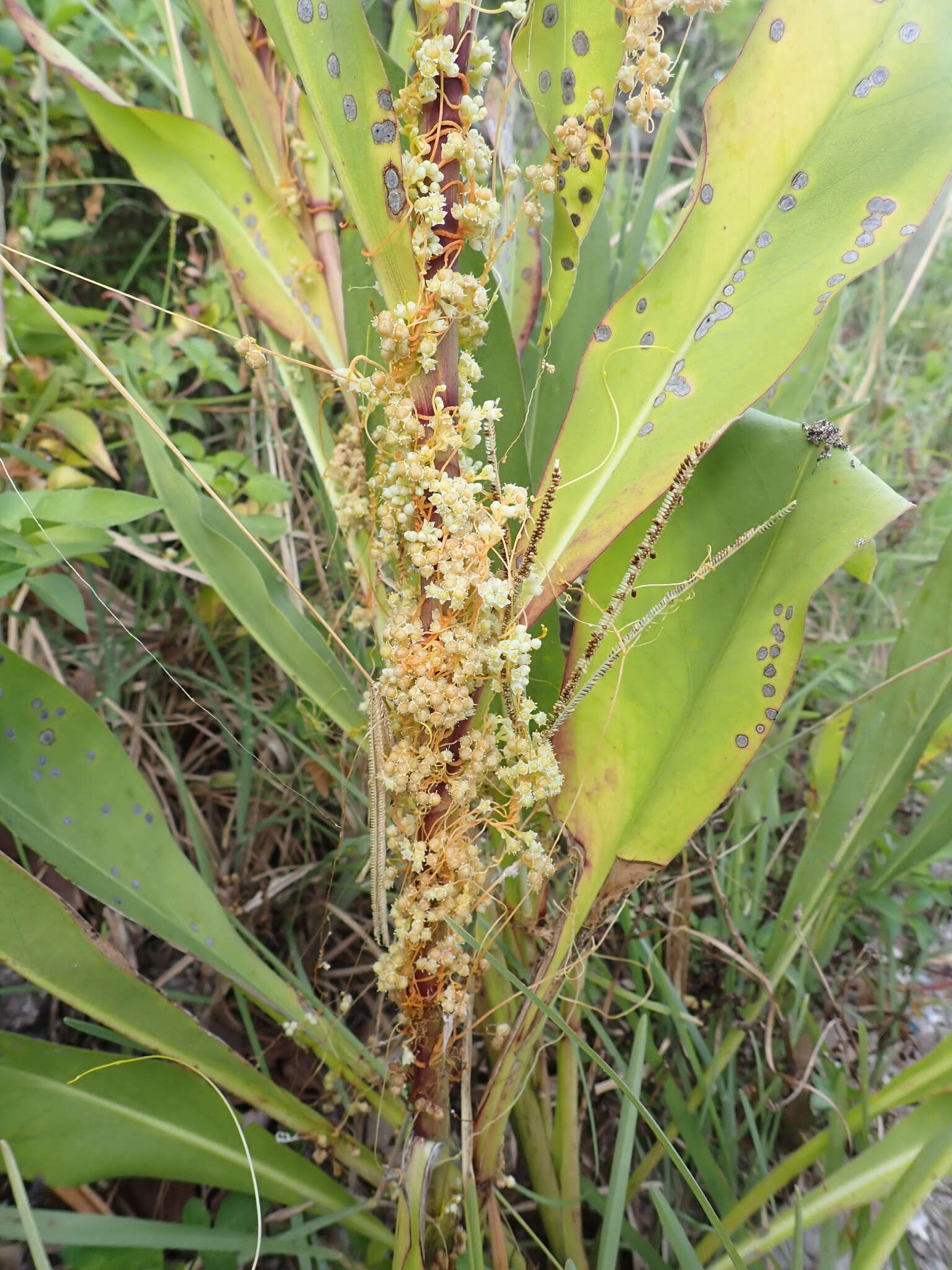 Cuscuta pentagona Engelm. resmi