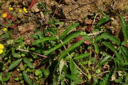 Image of Potentilla discolor Bunge