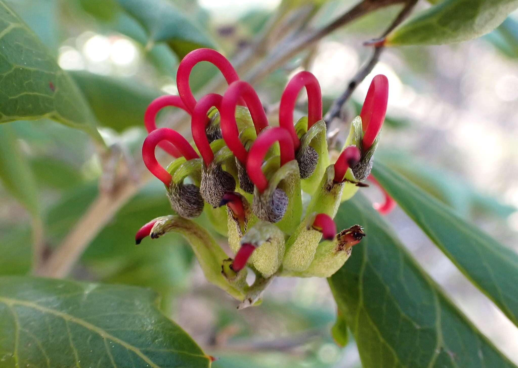 Image of Grevillea ilicifolia (R. Br.) R. Br.