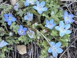 Image de Nemophila menziesii var. integrifolia Brand