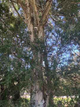 Image of prickly-leaf teatree