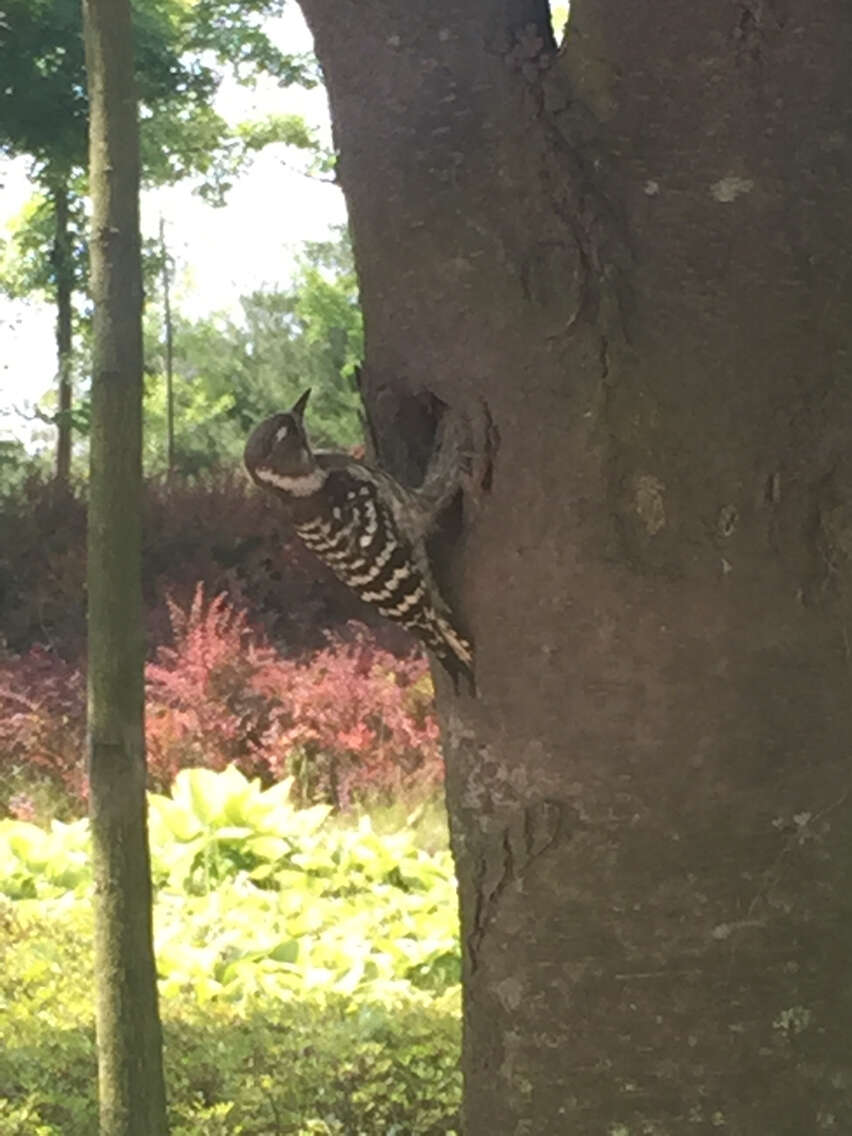 Image of Japanese Pygmy Woodpecker