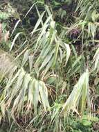 Image of tiger grass