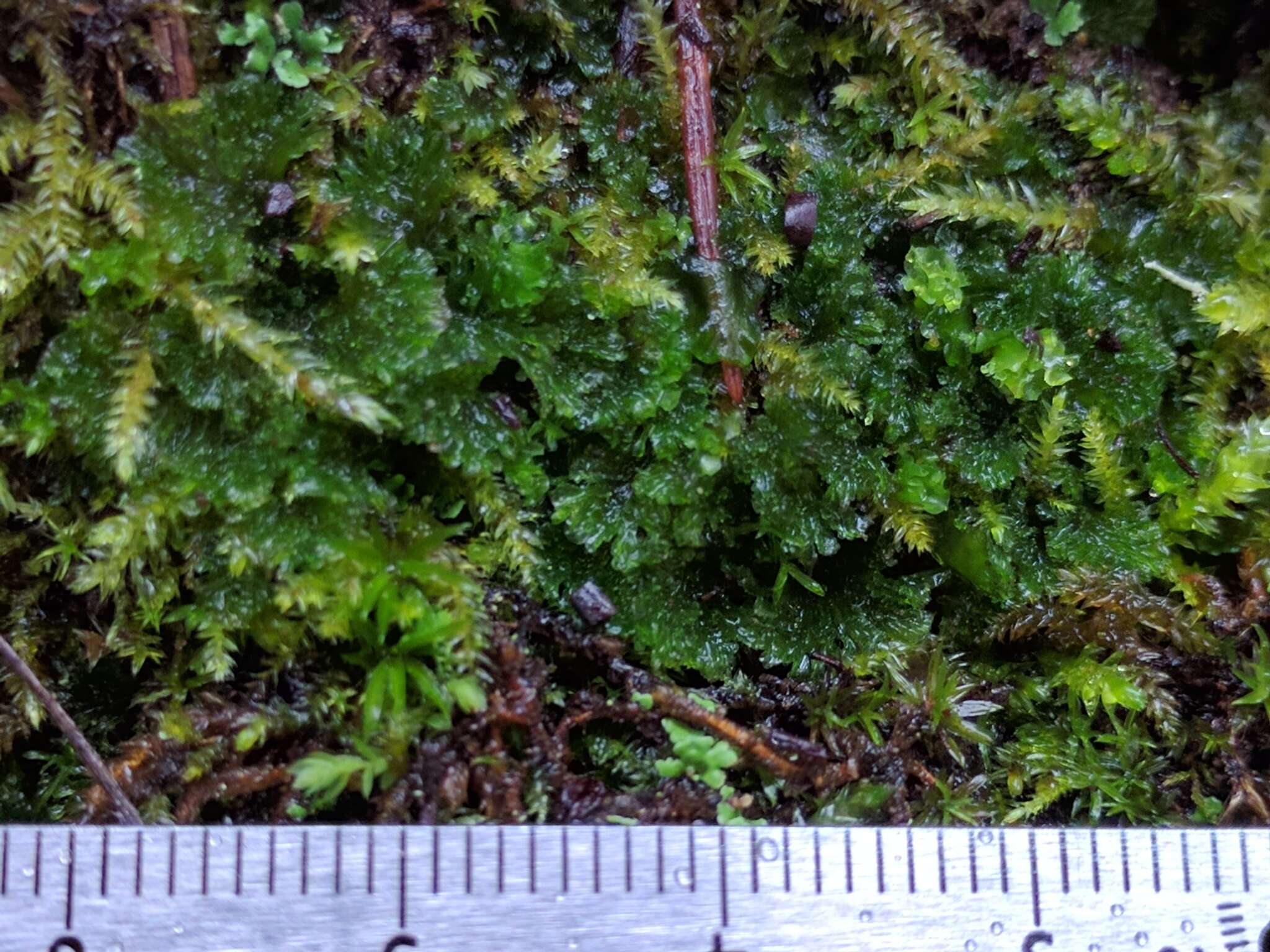 Image of hornwort