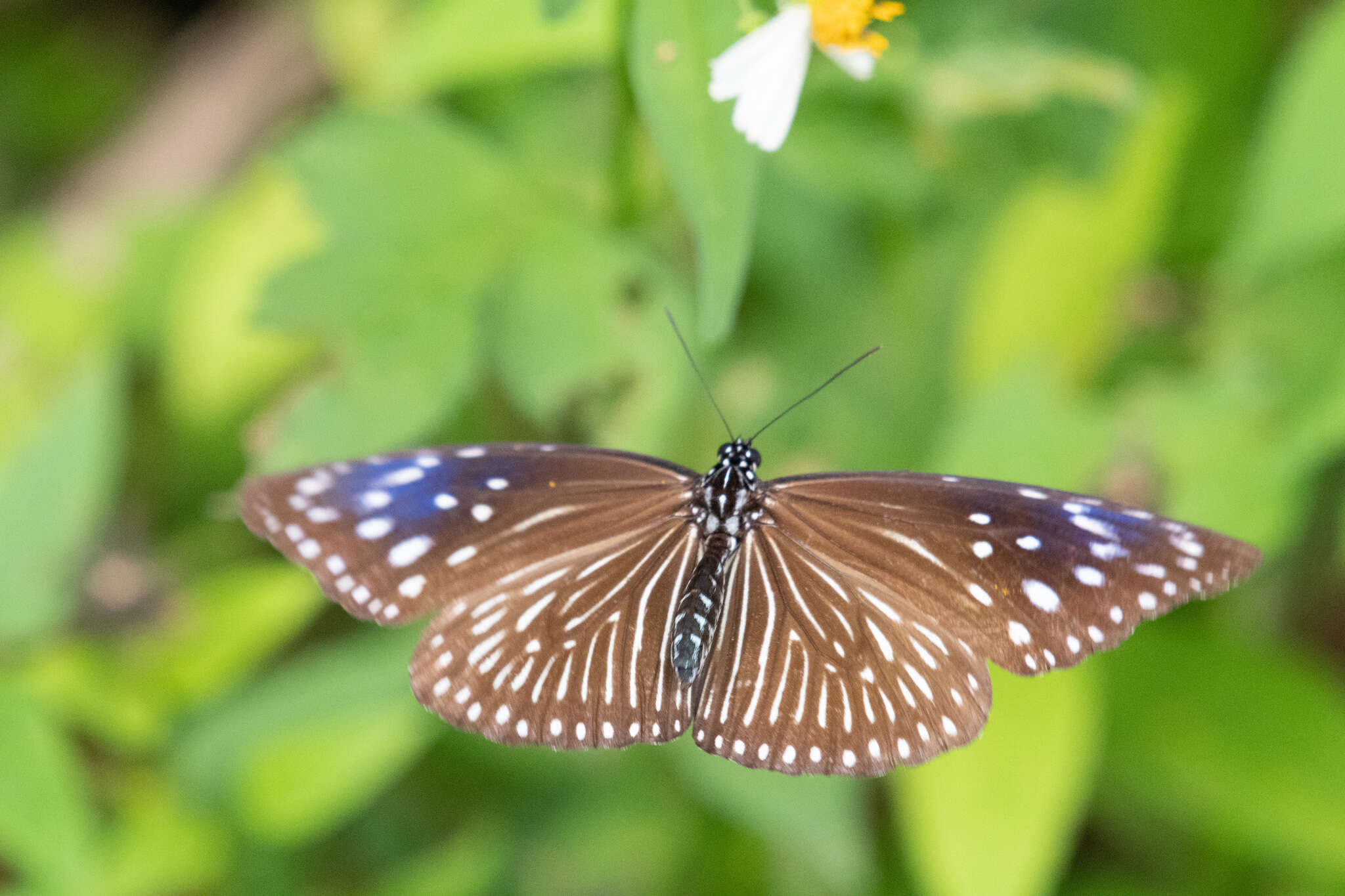 Euploea mulciber barsine Fruhstorfer 1904的圖片