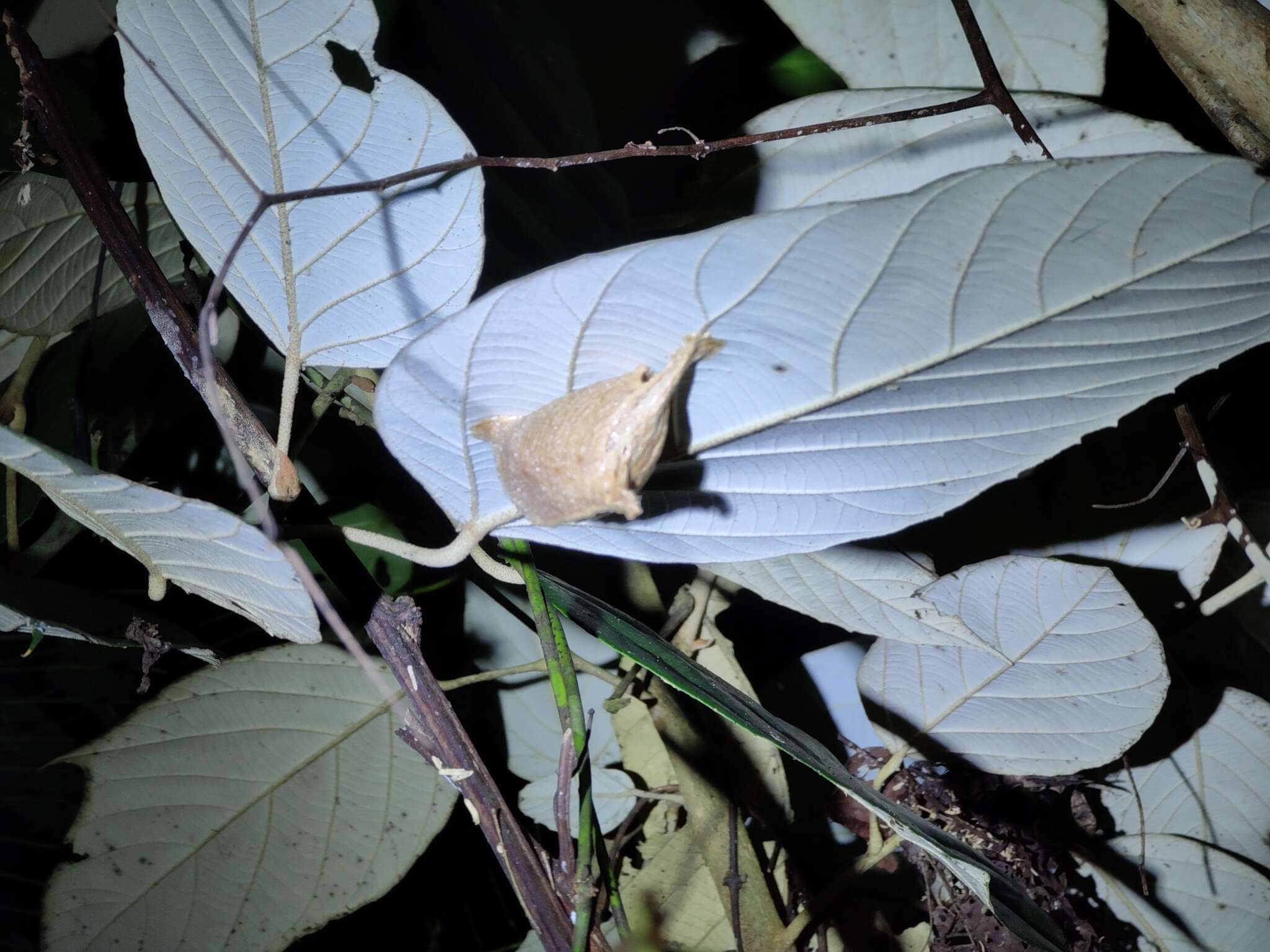 Слика од Pseudempusa pinnapavonis Brunner 1893