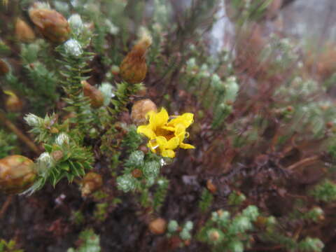 Image of Arrowsmithia styphelioides DC.