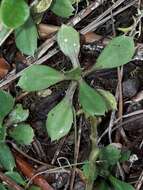 Image of Bog Mountain Daisy