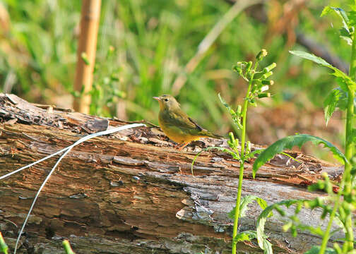 Image of Mourning Warbler