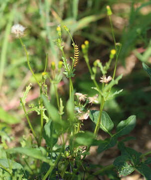 Image of Senecio vulgaris subsp. vulgaris