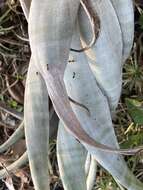 Image of twisted airplant