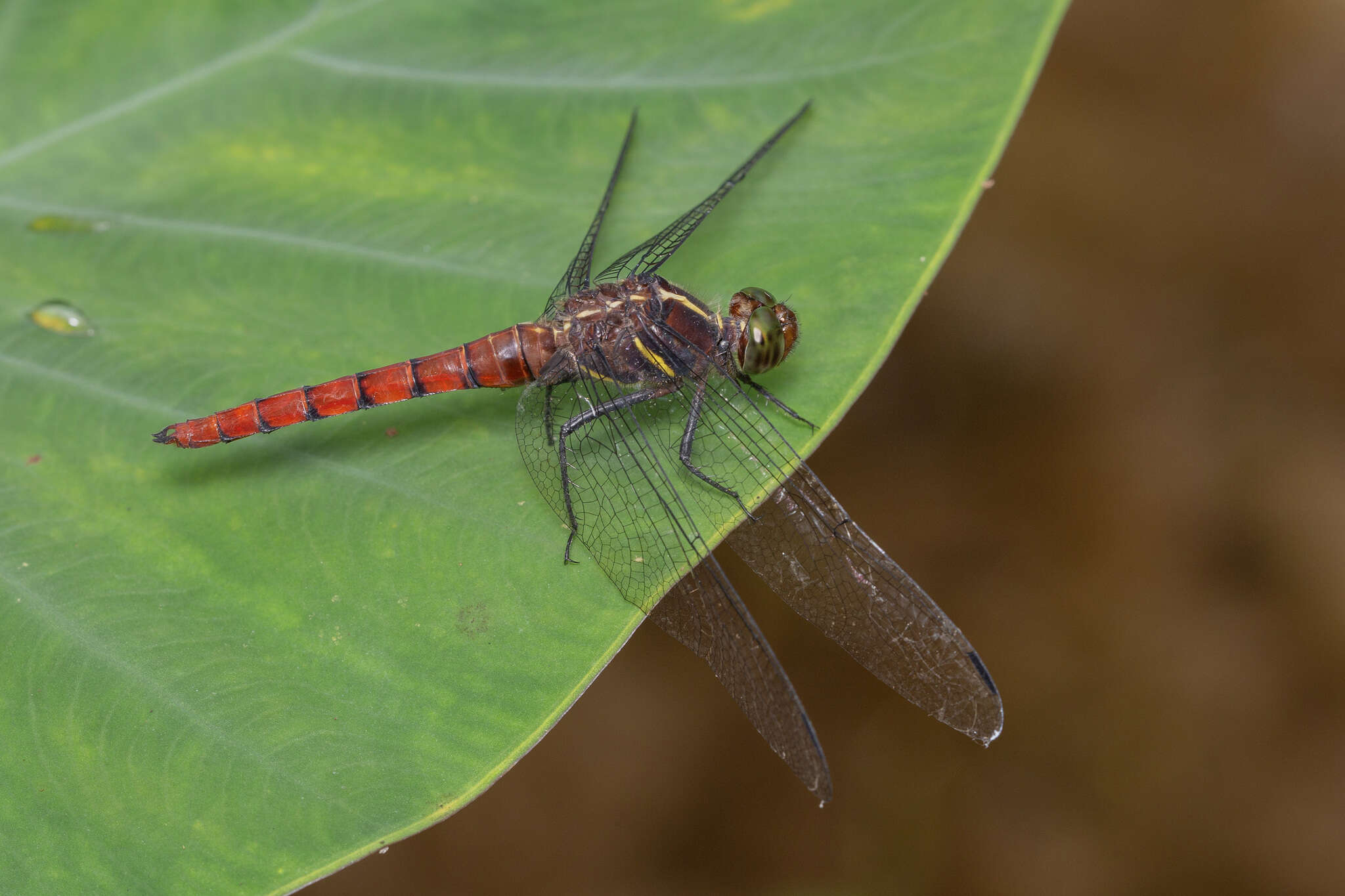 Image de Onychothemis culminicola Förster 1904