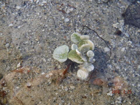 Image of Halimeda discoidea