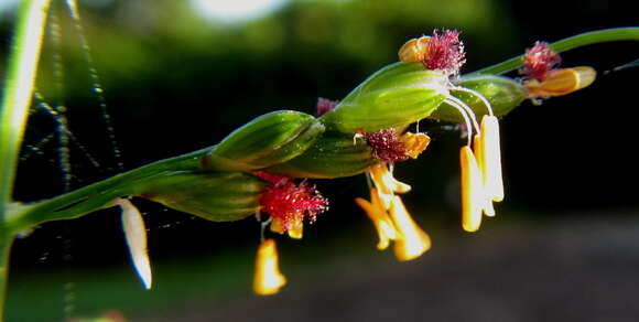 Image of broadleaf panicum