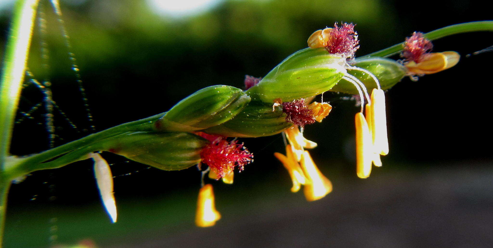 Panicum deustum Thunb.的圖片