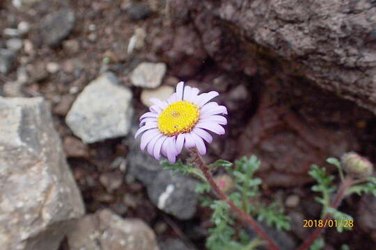 Image de Afroaster erucifolius (Thell.) J. C. Manning & Goldblatt