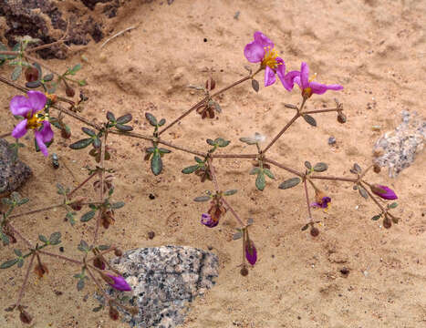 Image of Fagonia glutinosa Del.