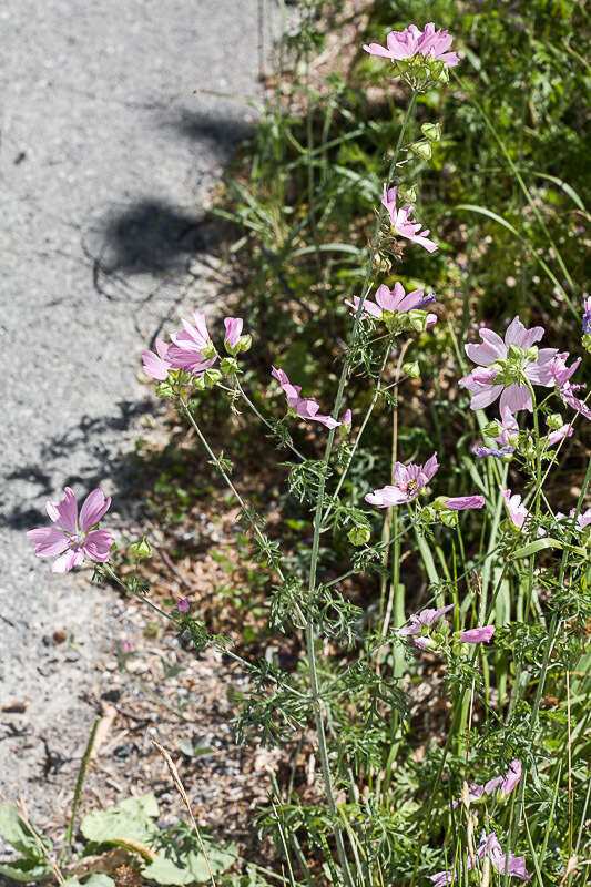 Image of musk mallow