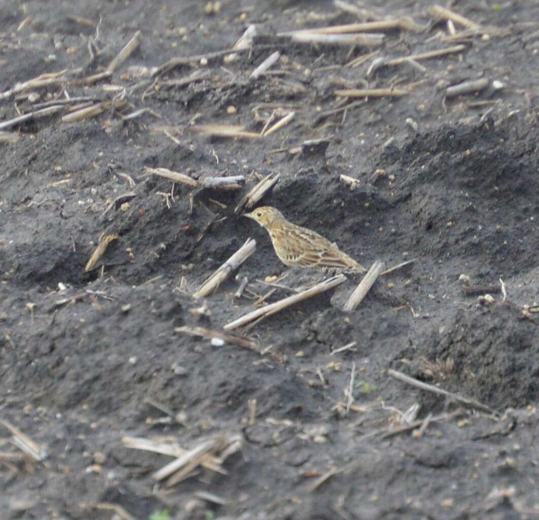 Image of Sprague's pipit