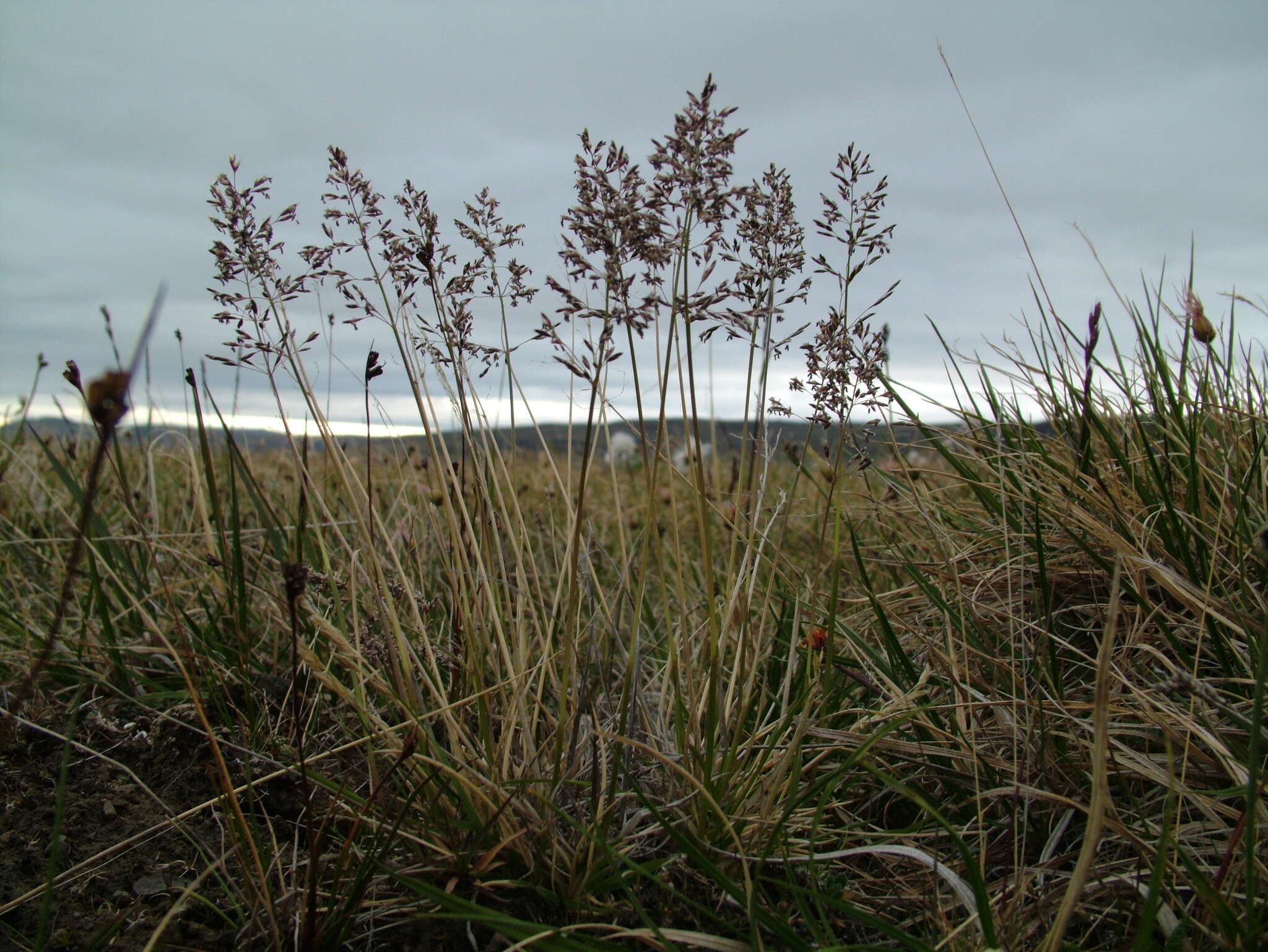 Image of Deschampsia cespitosa subsp. glauca (Hartm.) Tzvelev