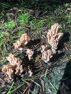 Ramaria rubrievanescens Marr & D. E. Stuntz 1974的圖片