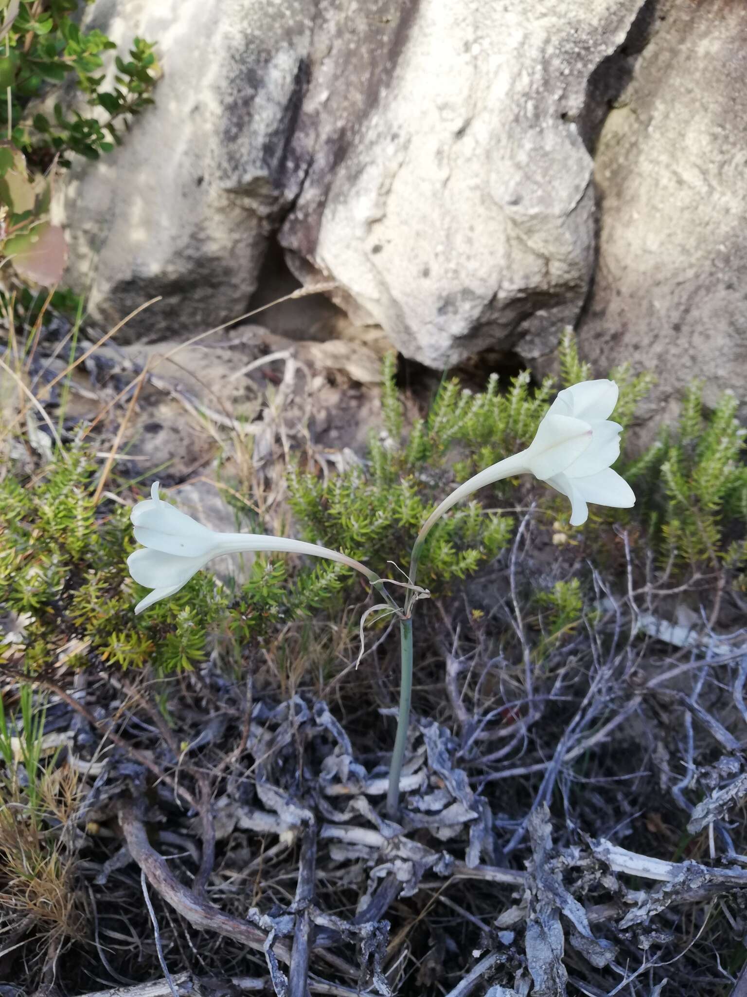 Image of Cyrtanthus leucanthus Schltr.