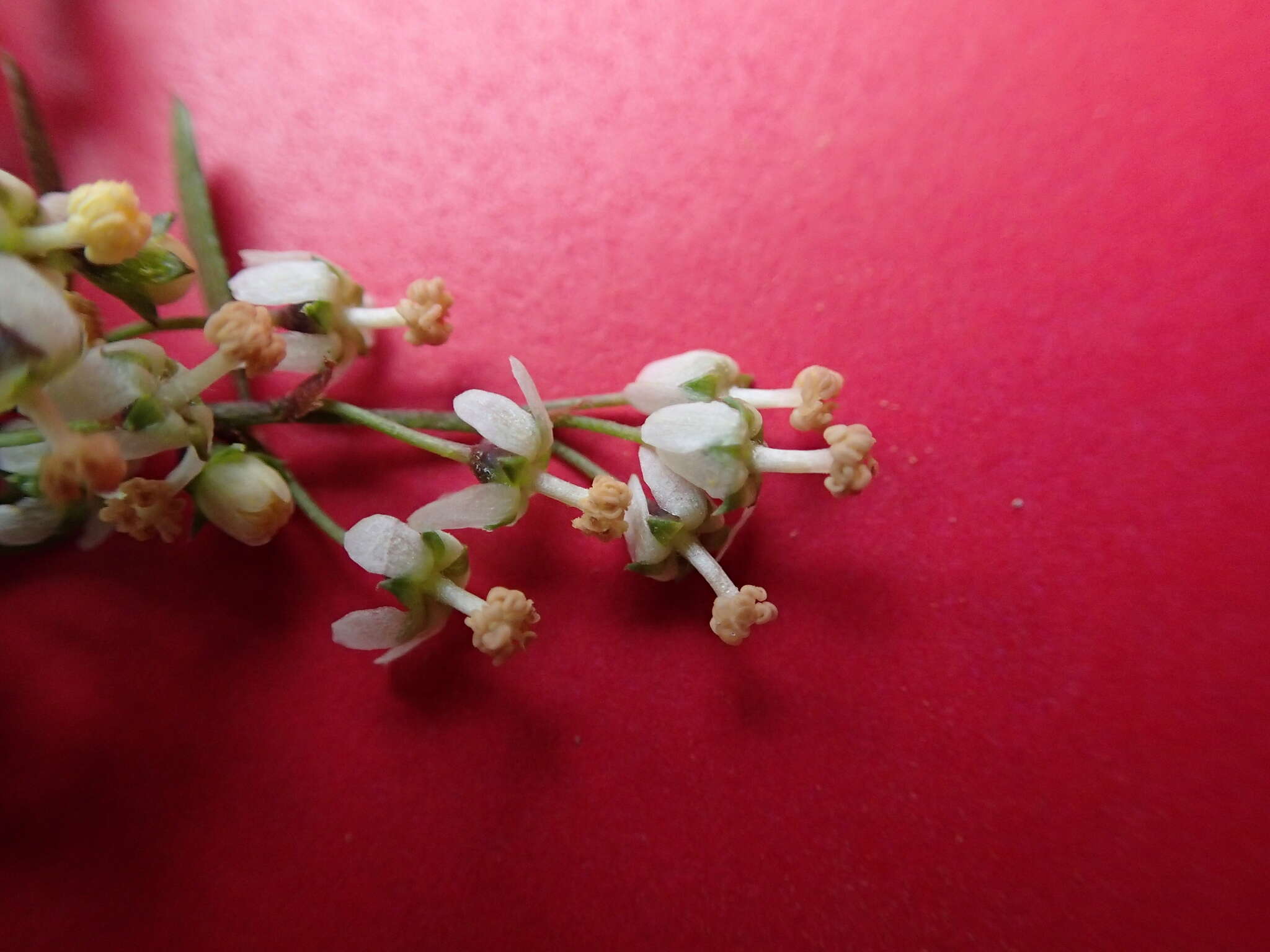 Image of Plagianthus cymosus Cockayne & Allan